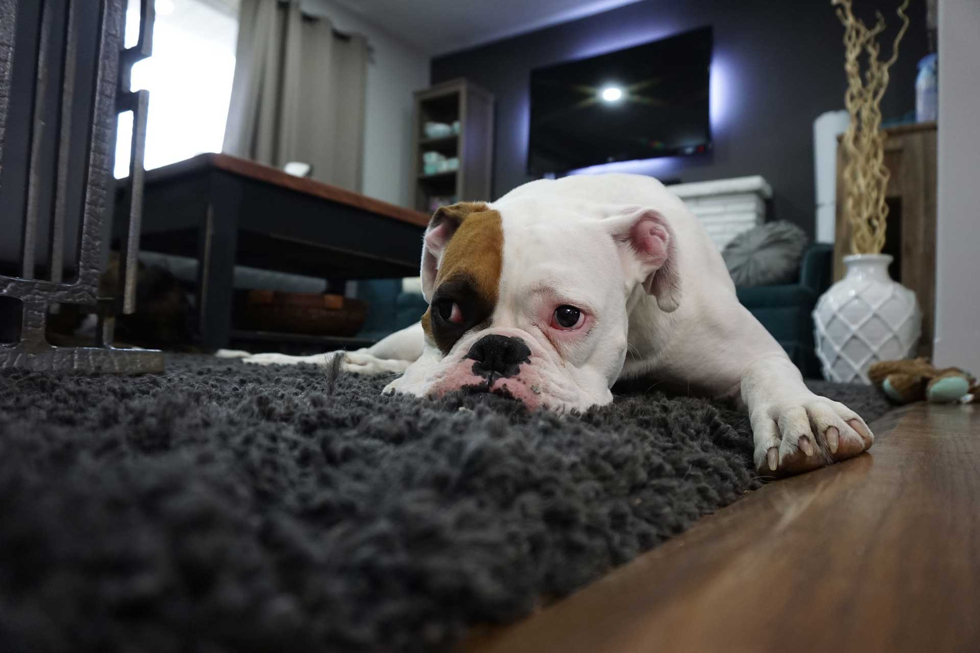 The High Cost of Cheap Rugs